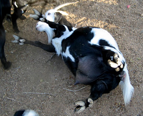 fainting_goat.jpg