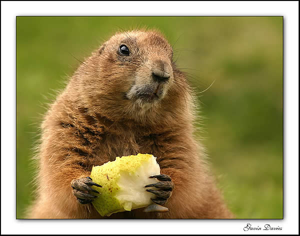 Marmot.jpg